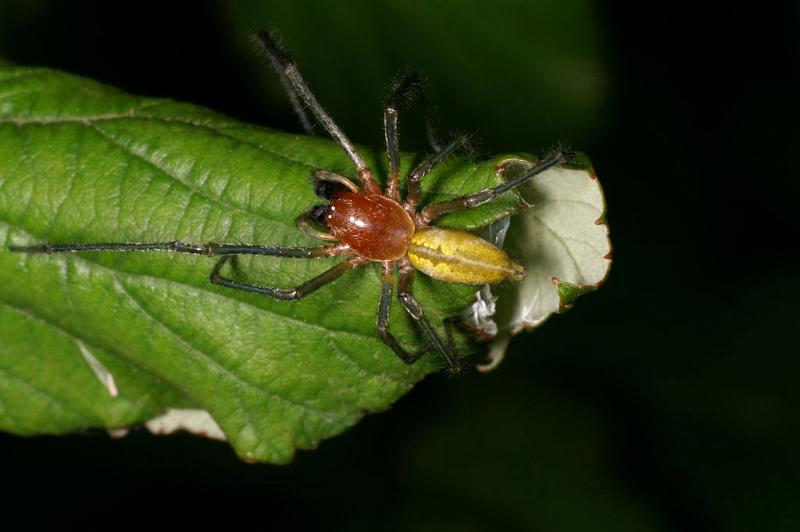 Cheiracanthium_erraticum_D5003_Z_90_Les Gris_Frankrijk.jpg